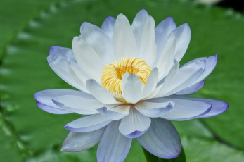 Картинка цветы лилии водяные нимфеи кувшинки лепестки голубой