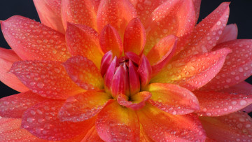 Картинка цветы георгины лепестки капли