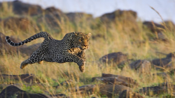 Картинка животные леопарды кошка хищник прыжок