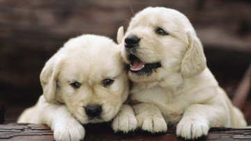 Картинка животные собаки golden retriever голден ретривер щенки