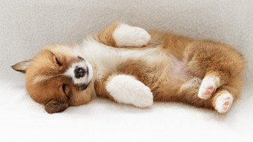 Картинка животные собаки щенок сон