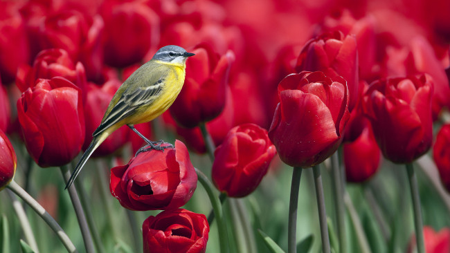 Обои картинки фото животные, птицы, птичка, тюльпаны