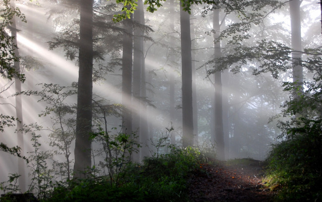 Обои картинки фото природа, лес, туман, свет