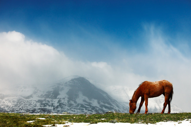 Обои картинки фото животные, лошади, горы