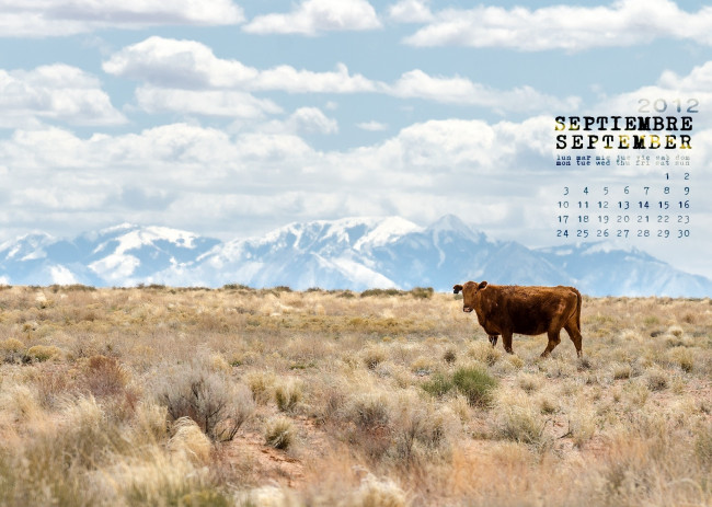 Обои картинки фото календари, животные, корова, горы, поле