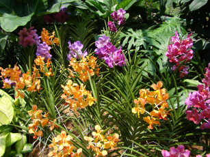 Картинка цветы орхидеи сад