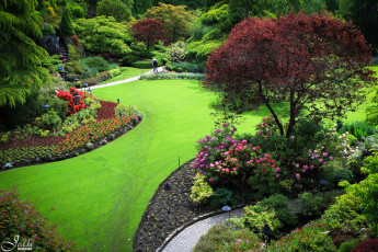 Картинка butchart gardens canada природа парк клумбы деревья кусты дорожки цветы