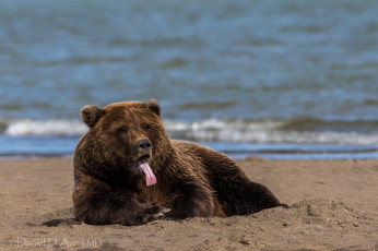 Картинка животные медведи бурый пляж язык