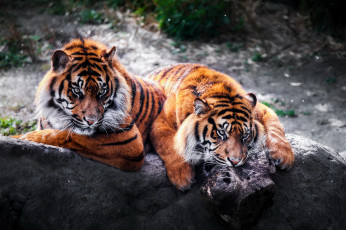 Картинка животные тигры пара