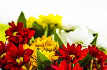 Картинка цветы хризантемы разноцветный