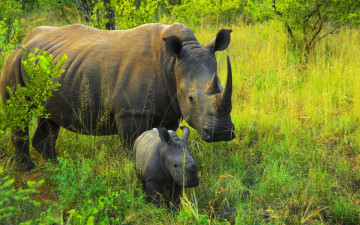 Картинка животные носороги детеныш мамаша