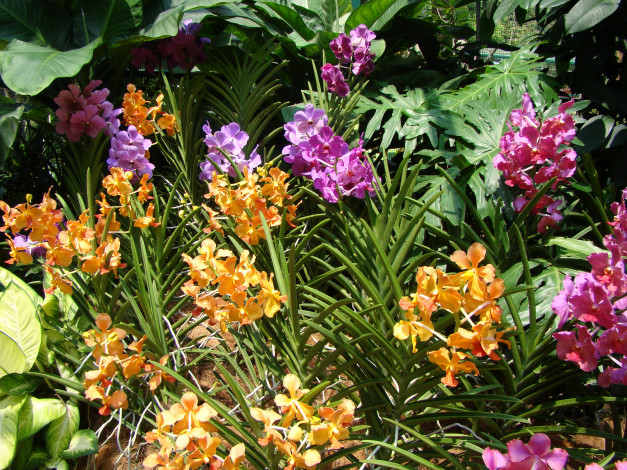 Обои картинки фото цветы, орхидеи, сад