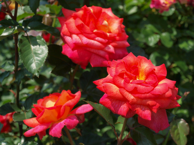 Обои картинки фото цветы, розы, красный, трио
