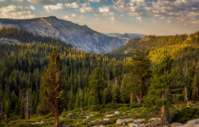 Обои картинки фото california, yosemite, national, park, природа, горы, лес