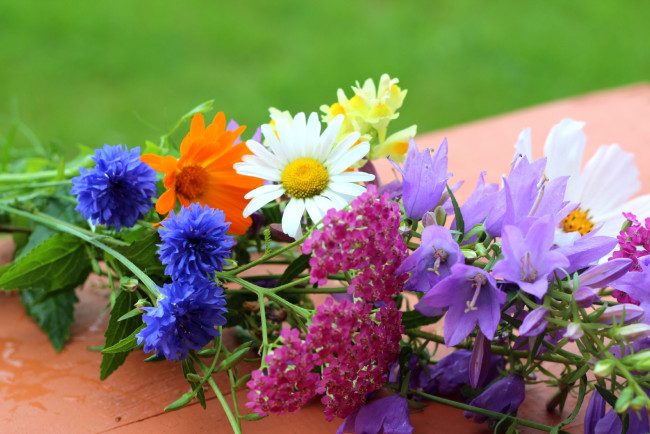 Обои картинки фото цветы, луговые, полевые, колокольчики, васильки, ромашки