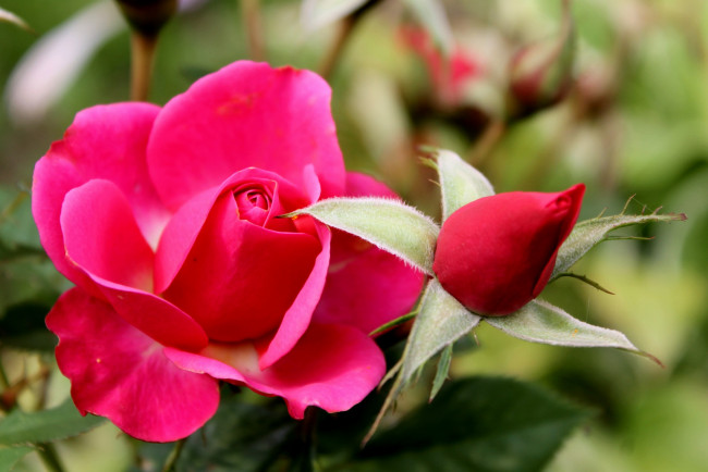 Обои картинки фото цветы, розы, бутон, яркий