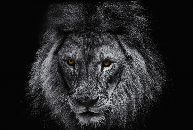 Обои картинки фото животные, львы, портрет, царь