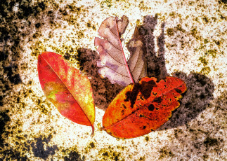 Картинка природа листья осенние трио красные