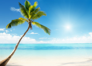 Картинка природа тропики пальма море