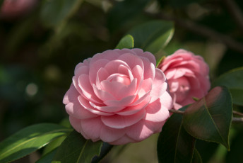 Картинка цветы камелии розовая цветение нежность камелия цветок листья ветка