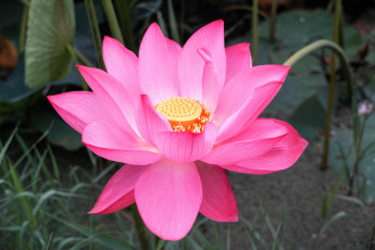 Картинка цветы лотосы цветок розовый лотос