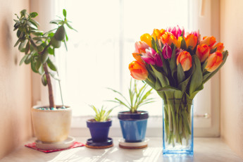 Картинка цветы разные+вместе тюльпаны букет