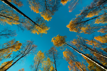 Картинка природа деревья небо осень