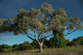 Картинка природа деревья трава небо дерево