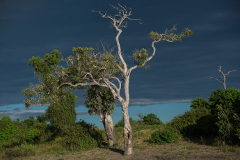 Картинка природа деревья тучи корявое небо дерево