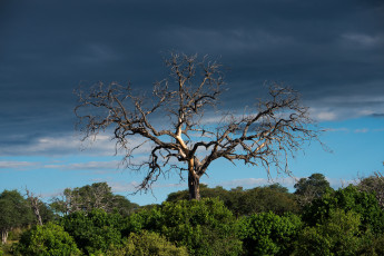 Картинка природа деревья ветки корявое сухое дерево кусты тучи облака небо