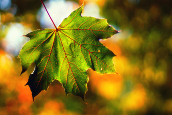 Картинка природа листья лист