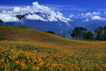 Картинка природа луга цветы луг облака горы