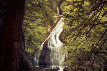 Картинка природа водопады деревья скала водопад