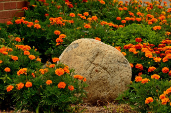 Картинка цветы бархатцы камень сад много