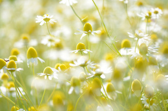 Картинка цветы ромашки ромашка стебель свет лепестки луг поле