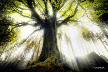 Картинка природа деревья лучи свет дерево
