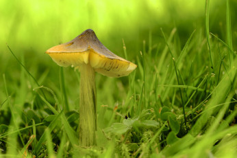 Картинка природа грибы зелень гриб трава