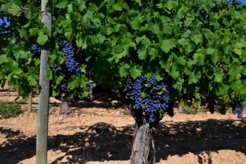 Картинка природа плоды виноградник кусты виноград