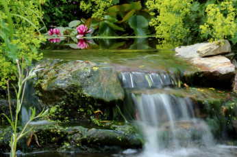 Картинка природа водопады поток водопад кувшинки цветы