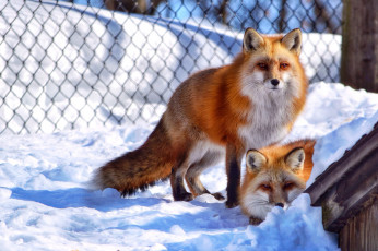 Картинка животные лисы лисички вольер