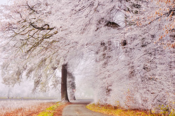 Картинка природа дороги иней деревья дорога парк осень