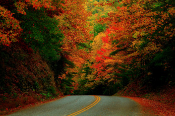 Картинка природа дороги сша краски лес октябрь дорога осень северная каролина