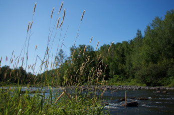 Картинка природа реки озера река трава небо