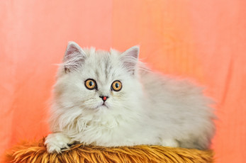 Картинка животные коты кошка кот взгляд