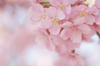 Картинка цветы сакура +вишня ветки дерево