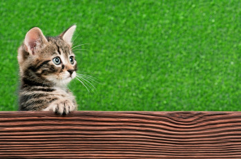 Картинка животные коты морда кошка кот котёнок лапа когти взгляд