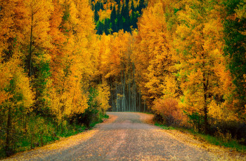 Картинка природа дороги дорога деревья лес осень