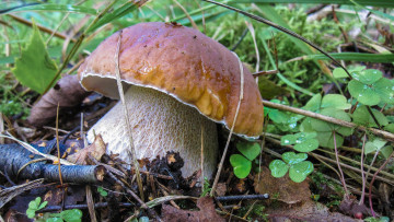 Картинка природа грибы боровик лес осень
