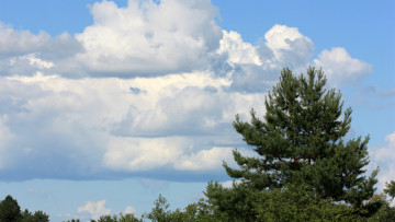 Картинка природа облака пушистые небо ёлка