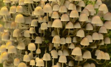 Картинка природа грибы поганки много макро